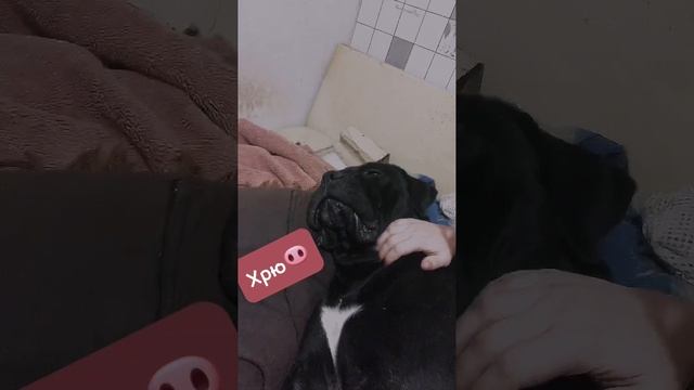 МЕНЯ ОБМАНУЛИ ЗАВОДЧИКИ! | Кане Корсо