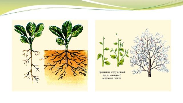 Рост и развитие растений