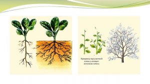 Рост и развитие растений