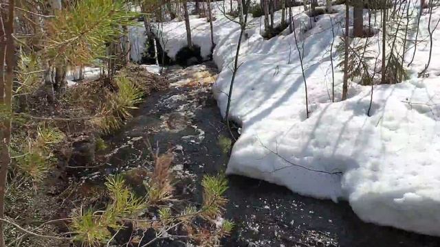 В лесу с Рэем