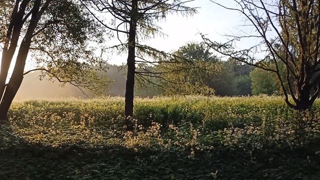 2023.06.29 #собака Черничка: летняя сказка в лесу смотреть онлайн