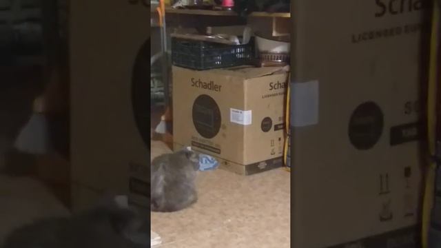 раздел сфер влияния на новом месте. #котики смотреть онлайн