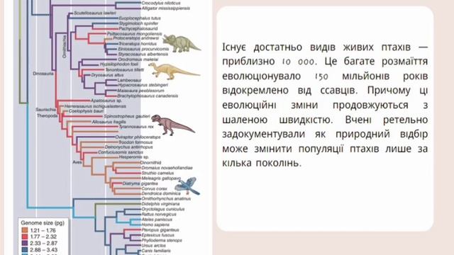 Новий курс лекцій "Фізіологія та етологія птахів" смотреть онлайн