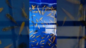 Кто передаёт цвет у кои: самец или самка? ВАЖНЫЙ вывод: САМЕЦ!!!    #селекциякои