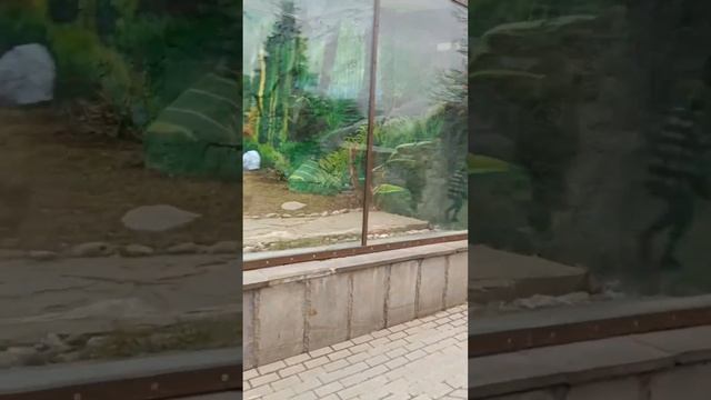 ⚡Новый Вольер для панда Катюша 🐼♥️ и панды Диндин смотреть онлайн