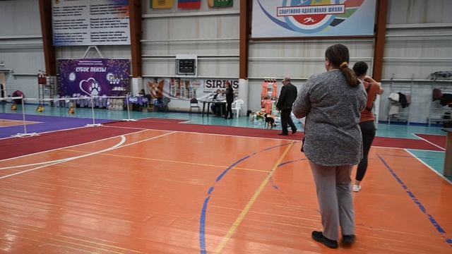 Выставка собак. Левретка.Res BIS, BIG -2(5) Борзые 11.2024 смотреть онлайн