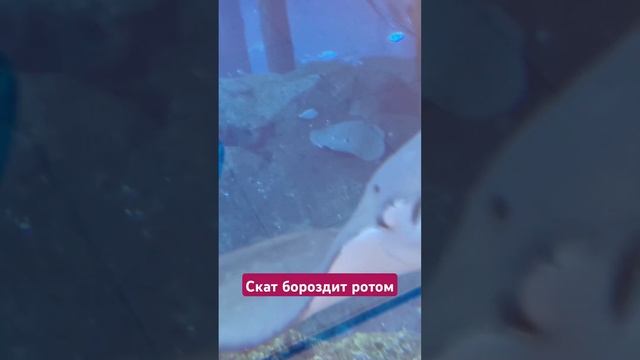Показал зубки смотреть онлайн