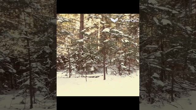 vivacut смотреть онлайн