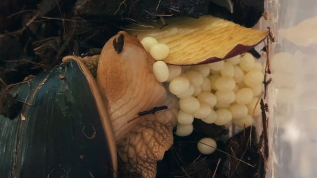 Как улитка ахатина откладывает яйца: весь процесс на видео смотреть онлайн