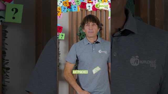 Узнаёте, чем болеют томаты? Викторина. смотреть онлайн