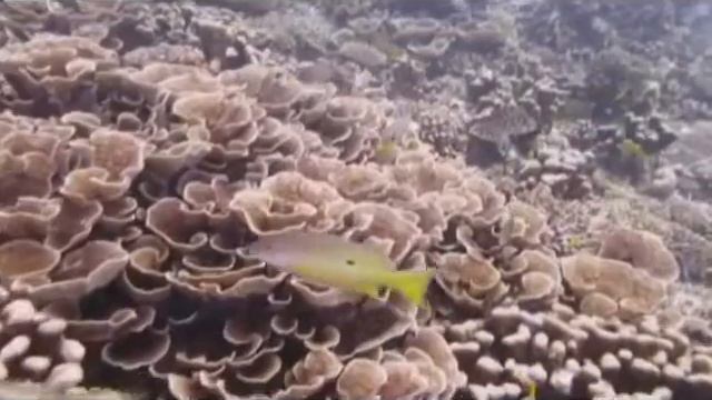Conserving Paradise - Seychelles Marine Conservation смотреть онлайн