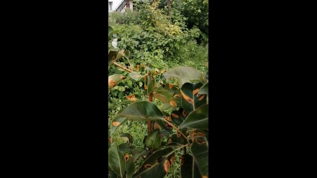 Победил ржавчину на груше. #Shorts смотреть онлайн