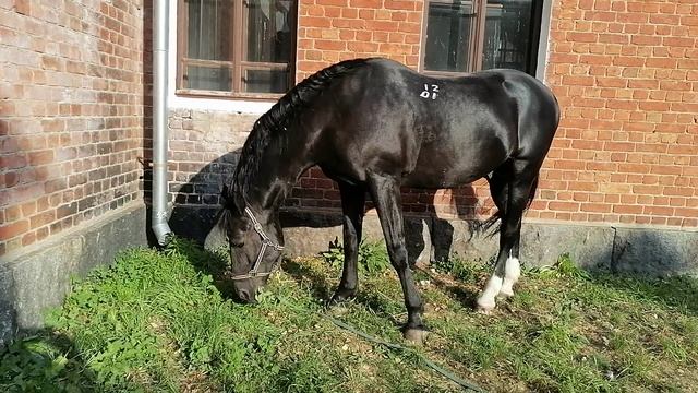 неспешная прогулка во дворе старой конюшни 20240924_153542 смотреть онлайн