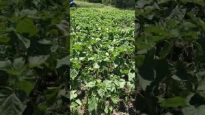 Гелиантекс. Жесть.