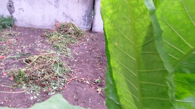 Второй урожай табака смотреть онлайн
