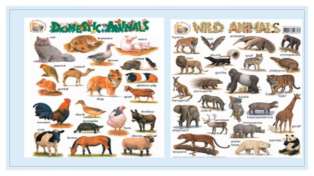 Class 2,EVS, L-7.Animals Around Us part -1 смотреть онлайн