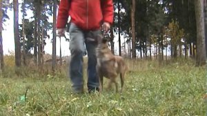 Дрессировка собак, Послушание, Питомник от Сольника