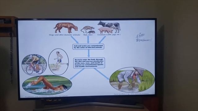 Leptospira Interrogans смотреть онлайн