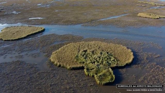Humedales del Arroyo Maldonado - Uruguay смотреть онлайн