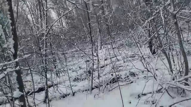 Охота на медведя весна 2024 г. смотреть онлайн