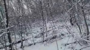 Охота на медведя весна 2024 г.