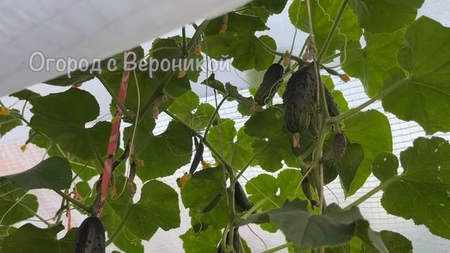 Киньте это в лунку при посадке Томатов и Перцев и они сразу пойдут в рост и дадут большой урожай смотреть онлайн