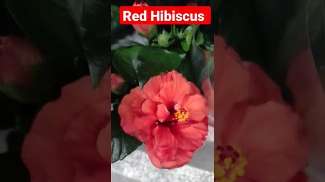 #Hibiscus Red or Yellow смотреть онлайн