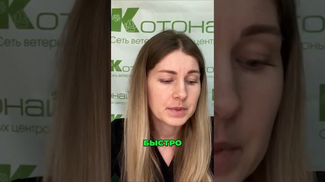 Как распознать и лечить анемию у собак и кошек смотреть онлайн