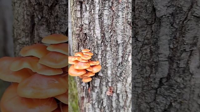 Сбор Зимнего Опëнка!!!