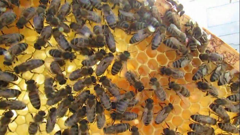 пчеловодство на ячейке 4,9 мм - часть 61, ставлю рамку в центр гнезда с полоской вощины для отстройк смотреть онлайн