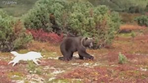 Медведь... Собака... Фальшфейер....