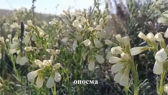 лекарственные растения лето 2022 смотреть онлайн