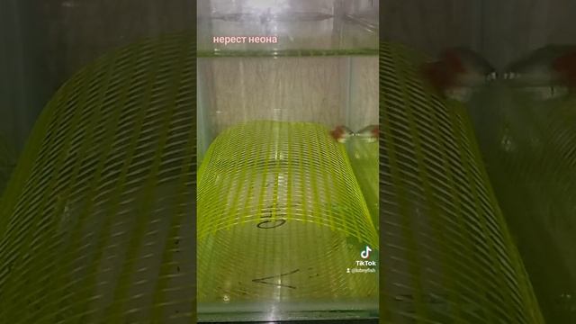 Нерест голубого неона. смотреть онлайн