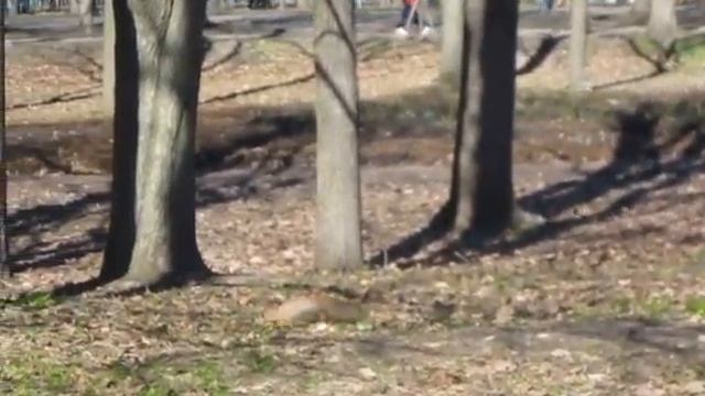 Приморский Парк Победы. Белочка). смотреть онлайн