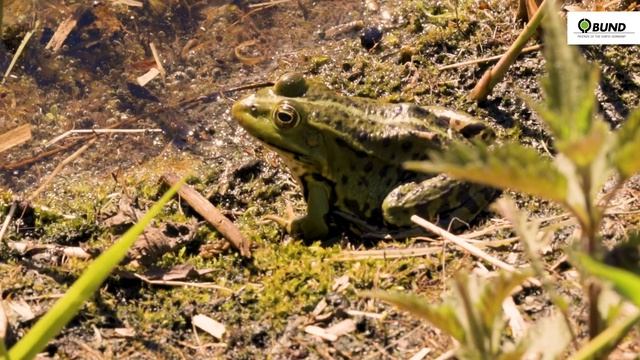 Pestizidfrei und naturnah Gärtnern: So geht's! (Teil 2) смотреть онлайн
