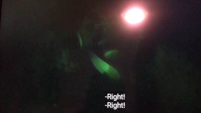 Echolocation смотреть онлайн