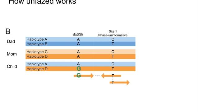 Unfazed: extended read-based phasing (Genome Informatics 2020) смотреть онлайн