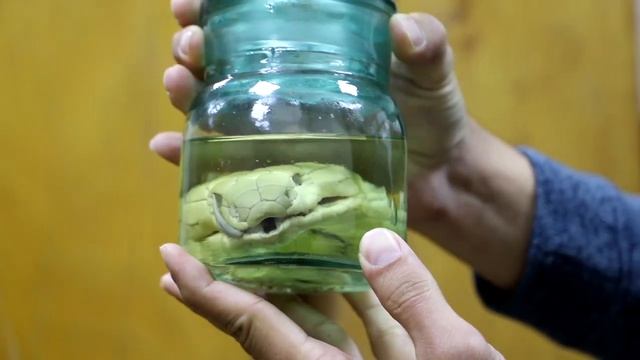 FA Zoologiya instituti kolleksiyasi - Markaziy Osiyodagi eng katta kolleksiyalardan biri смотреть онлайн