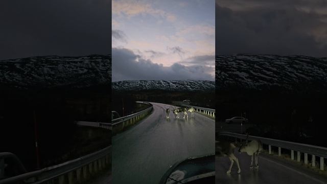 Олени в Норвегии смотреть онлайн