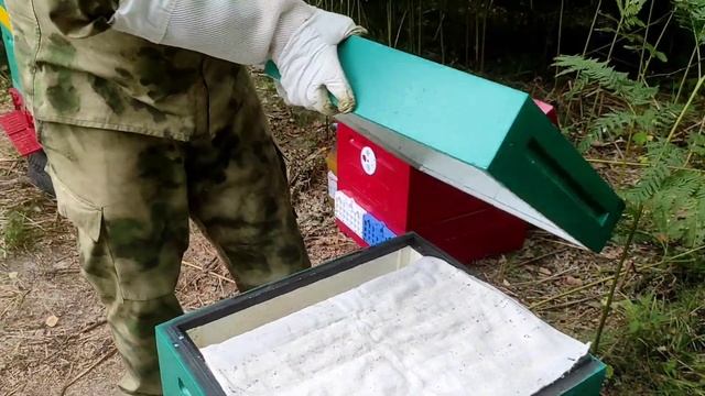 Вывел свищевых маток и сделал отводки. Ч-2 смотреть онлайн
