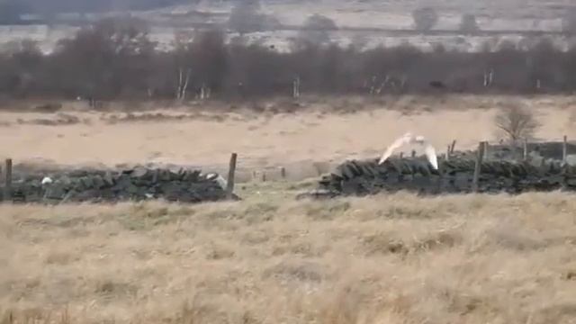 Female Barn Owl ,Hunting in Slow Motion смотреть онлайн