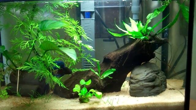 Aquarium Plant Care Guide смотреть онлайн