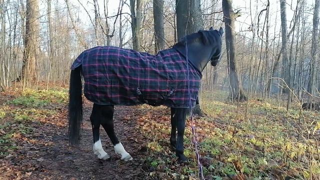 10.11.24 Багдад на прогулке смотреть онлайн