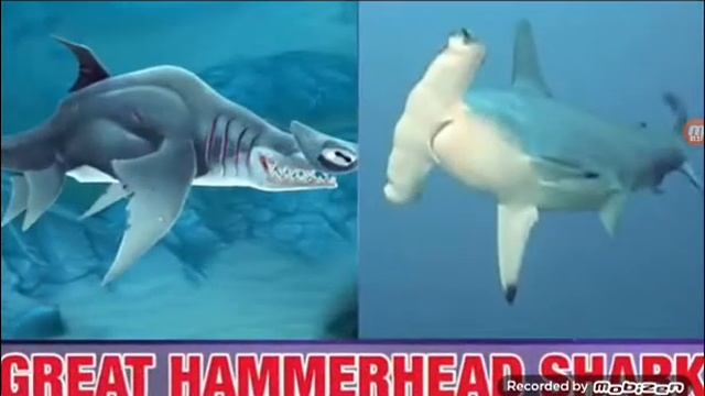 акулы из хангри шарк ворлд в реальной жизни