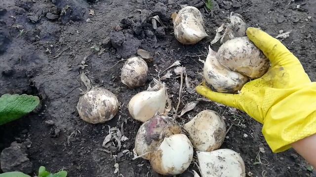 ШОК!!! ВИЖУ ВПЕРВЫЕ!!!В ГОЛОВКЕ ЧЕСНОКА ДВА ЗУБЦА!!!ТАКАЯ ВЕЛИЧИНА ПРИВЕЛА ВСЕХ В УДИВЛЕНИЕ!!! смотреть онлайн
