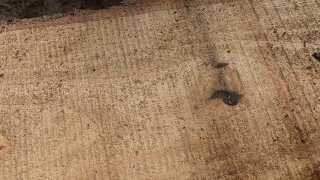 Mobile Coop Build Part 4: Milling Mini Dimensional Lumber for the Coop смотреть онлайн