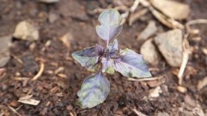 Базилик. Посадка рассады в грунт