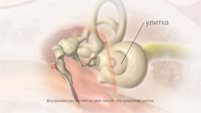 Typical Process of Hearing (Russian) / Типичный слуховой процесс смотреть онлайн