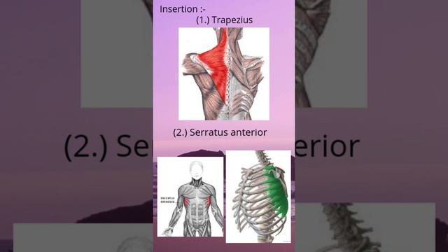 Attachments of Scapula bone#physiotherapy#physio#physiowallah#physiosoul смотреть онлайн