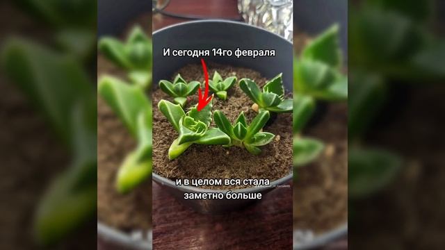 Фаукария. Как выросли листики за 12 дней смотреть онлайн